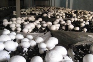 Tarsus`ta Mantar Yetiştiriciliği Kursu Açılacak