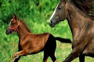 Tigem, 2014 Yılı Son Tay Satışını Gerçekleştirdi