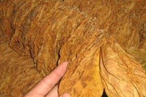 Türkiye`de Tütün Üretimi En Çok Manisa`da Yapılıyor