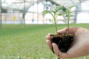 Üretim sezonu yağışlı başladı
