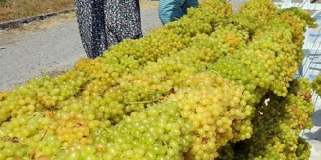 Bu Fırın Yaz Kış Üzüm Kurutuyor