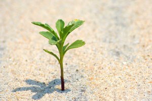 Van, 1 milyon fidanla yeşillendirilecek