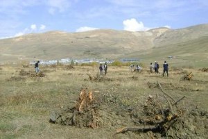 Verimsizlik Nedeniyle 2500 Elma Ağacı Kesildi