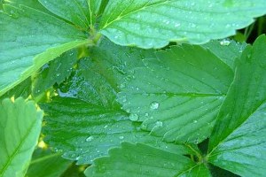 Yaprak Analizleri Verimi Artıracak