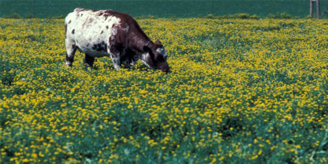 Müracaatlar 15 Kasım`da Son Bulacak