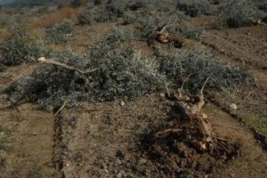 `Yırca`da Zeytin Ağacı Kesen Firmaya Para Cezası Kesildi`