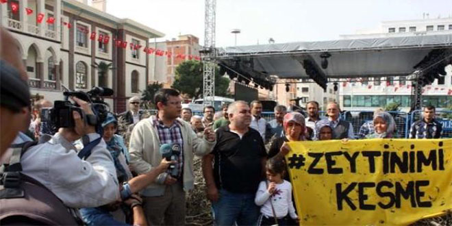 Yırca`da Köylüler Dövüldü, 6 Bin Zeytin Ağacı Kesildi