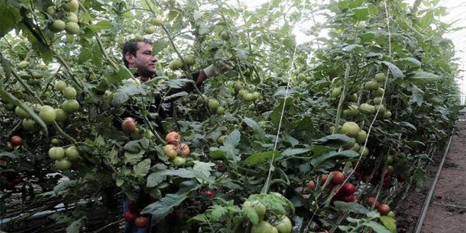 Yozgat`ta Topraksız Tarım Uygulaması