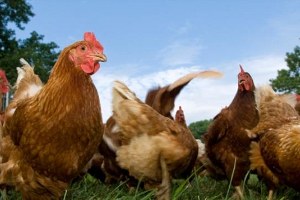 Yumurtacı Tavukların Yetiştirilme Standartları Belirlendi