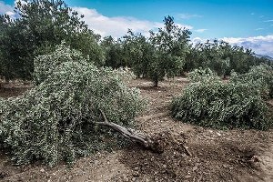 CHP`den Zeytin Ağaçları İçin Kanun Teklifi