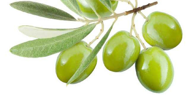 Zeytin Festivalinde `Ayaklı Billboard`Larla Tanıtım