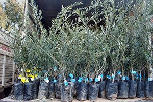Yırca Muhtarından Zeytin Fidanı Ricası: Fidanları Mart Ayında Gönderin