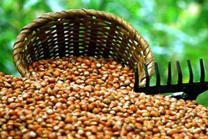 ABD`ye fındık ihracatı azaldı