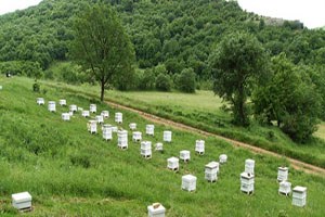 Aliağa`ya Bal Ormanı Kurulacak