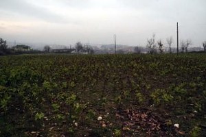 Arkeolojik Sit Alanına Tütün Ektiler