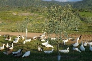 Aydın`da Bir İşletme Kanatlı Hayvanları Temizlik İşçisi Olarak Kullanmaya Başladı
