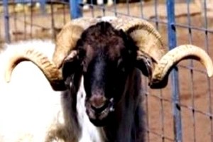 Aydın`da Türüne Sahip Çıkan Çiftçiler Destekleniyor