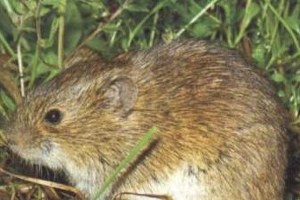 Edirne`de Biçilemeyen Mısıra Fareler Dadandı