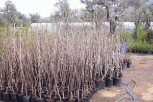 Bodrum`da 3 Bin Fidan Dağıtıldı