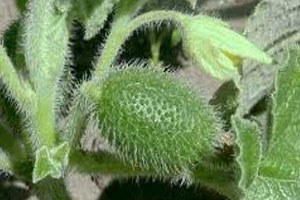 Canını seven bu bitkiye dikkat etsin!