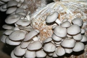 Çiftçinin Yeni Gelir Kaynağı Kayın Mantarı