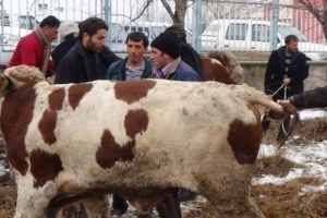 Damızlık Boğalar Sahiplerine Teslim Edildi