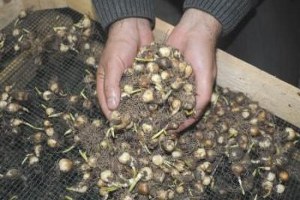 Doğal Çiçek Soğanlarının 2015 Yılı İhracat Listesi