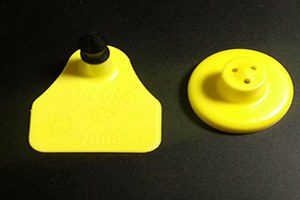 Elektronik küpe dönemi başlıyor