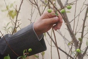 Sapanca`da Erik Ağacı Meyve Verdi