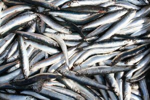 27 Ton Hamsiye El Konuldu