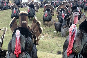 Elazığ`da Hindiler Görücüye Çıktı