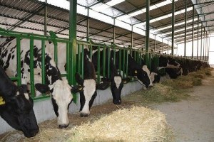30 Aileye 300 Baş Holstein Irkı Damızlık Gebe Sığır Dağıtıldı