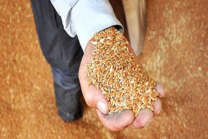 Rusya`da tahıl ihracatı tamamen durdu