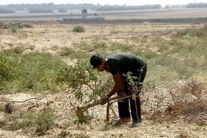 İsrail, Filistinlilerin Tarım Arazilerine Ateş Açtı