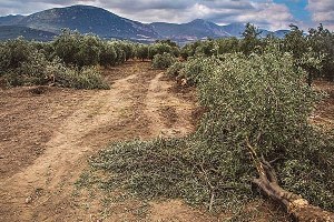 Jeotermal İçin Asırlık Zeytin Ağaçları Yok Ediliyor