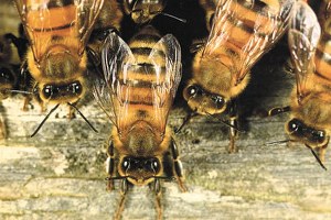 Kars`ta Arılı Kovan Desteği Ödemeleri