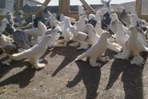 Kilis`te Hayvan Kaçakçılarına Yönelik Operasyon