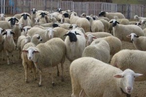 Kilis`te Hayvan Kaçakçılarına Yönelik Operasyon