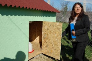 Zonguldak`ta Köy Tavukçuluğunu Yayma Çalışması Başlatıldı