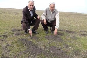 Muş`ta Tarlaları Fareler Bastı