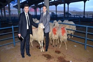 Niğde`de 252 Tane Koç Dağıtıldı