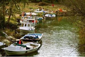 Marmaris 94 Okaliptüs Ağacı Susam ve Mısır Kurbanı