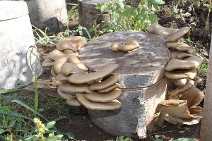 Engelli Öğrenciler Okulda Mantar Yetiştiriyor