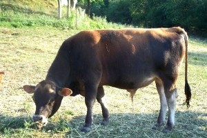 Ordu`da Süt Verimi Düştü