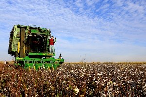 Pamukta 75 kuruş prim talebi