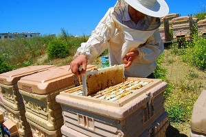 Pozantı`da Arıcılara Destek