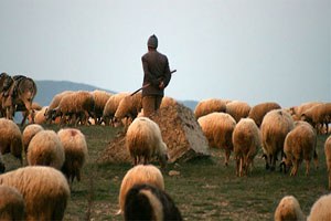 Kütahya`da Sertifikalı Çobanlık Dönemi