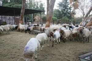 Sınırda 44 Adet Küçükbaş Hayvan Ele Geçirildi