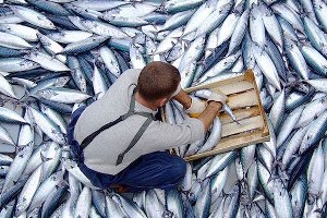 Su Ürünleri, Afrika Pazarına Angola`dan Girecek