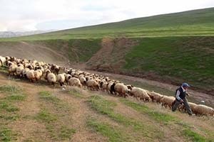 Gümüşhane`de Sürü Yönetimi Elemanı Eğitimi Verildi